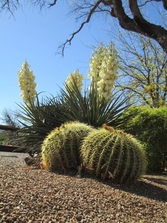 Tubac Country Inn Eksteriør billede